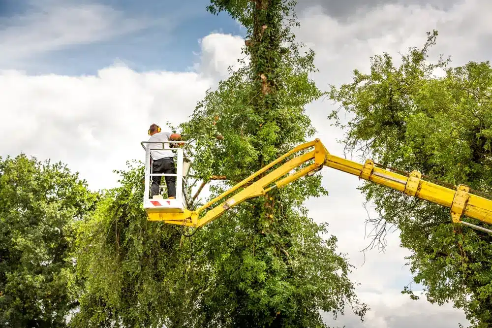 Arborist man in the air, cloudy sky, on yellow elevator, basket with controls, cutting off dead cherry tree, with chain saw in the hands. Concept of agriculture and safety work.