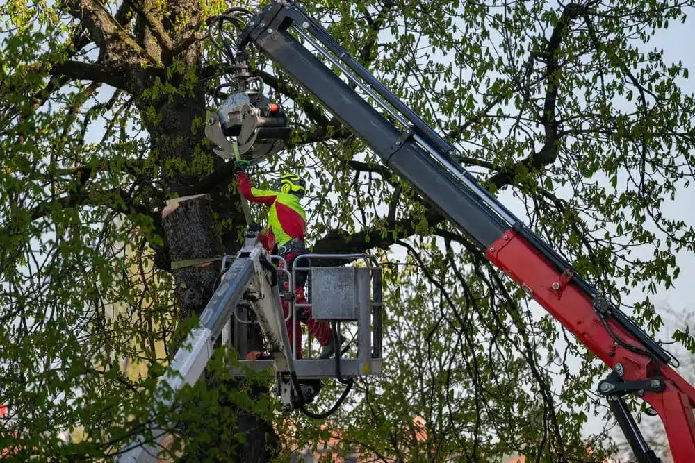 Tree maintenance worker trimming large urban tree using hydraulic lift and crane arm in city environment.