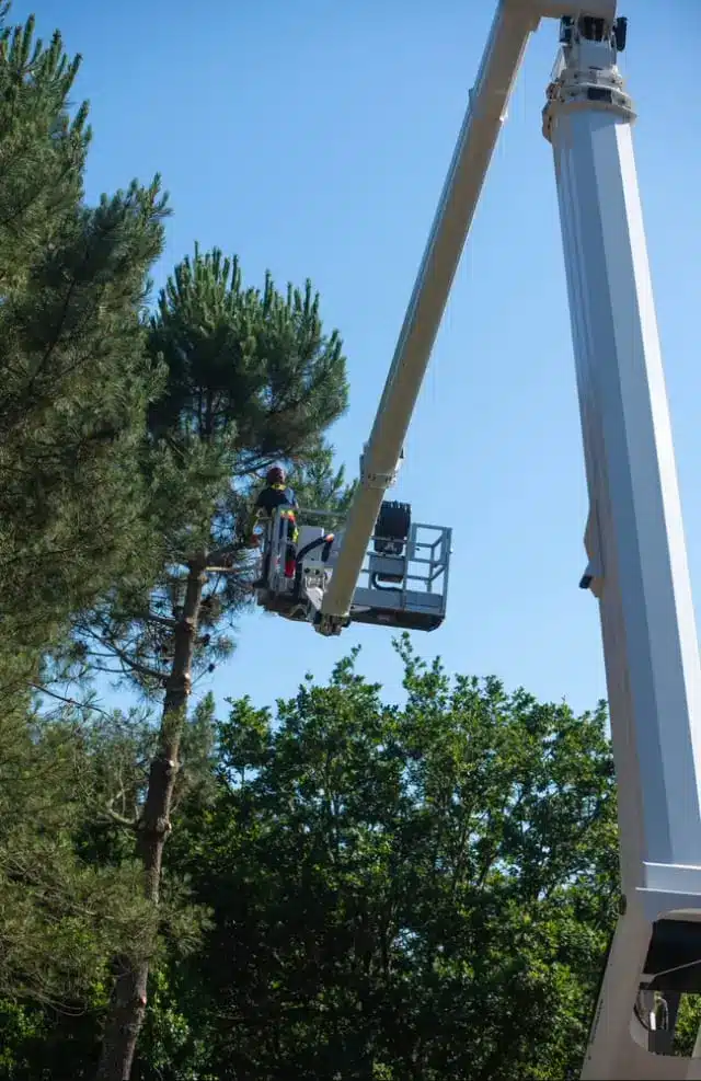 Professional lumberjack at work on an aerial work platform.