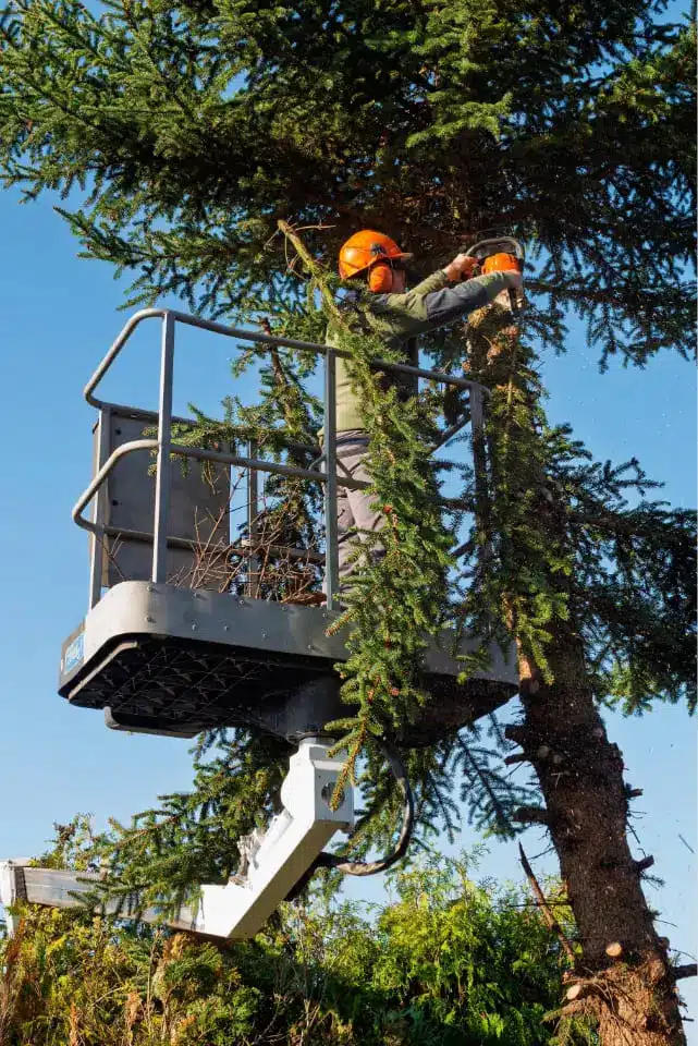 Arborist Trimming Tall Spruce Tree with Chainsaw from Elevated Platform on Clear Sunny Day in Residential Garden.