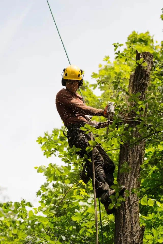 An arborist cutting a tree with a chainsaw.