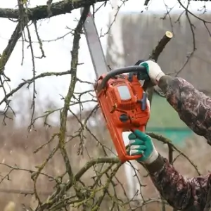 Chainsaw cutting tree. Man cutting down old branches