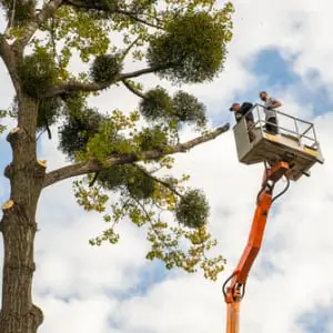Two male service workers cutting down big tree branches with chainsaw from high chair lift platform.