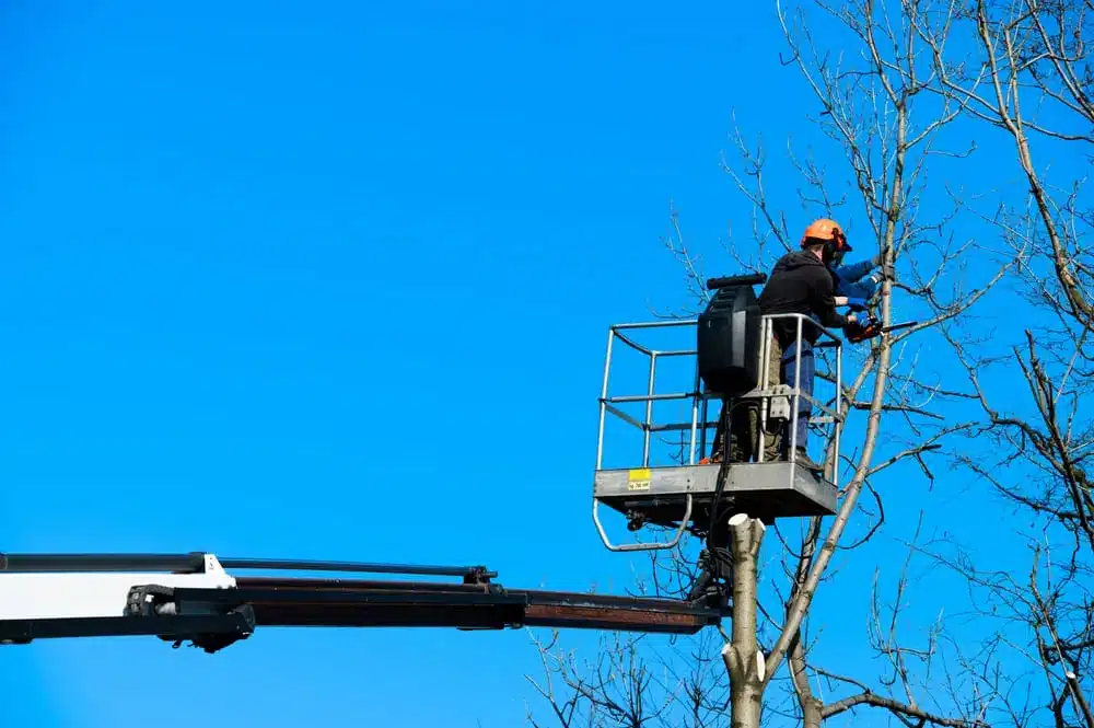 Workers Pruning, Trimming, Cutting Diseased Branches, tree felling, a boom, a chainsaw,Tree Service Arborist Pruning, Tree Removal Services,