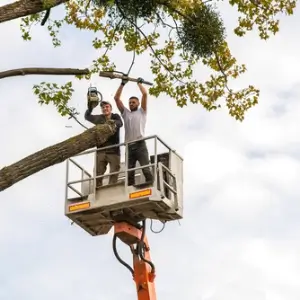Two male service workers cutting down big tree branches with chainsaw from high chair lift platform.