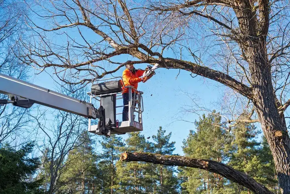 The professional focuses on tree maintenance, ensuring safety and proper care.