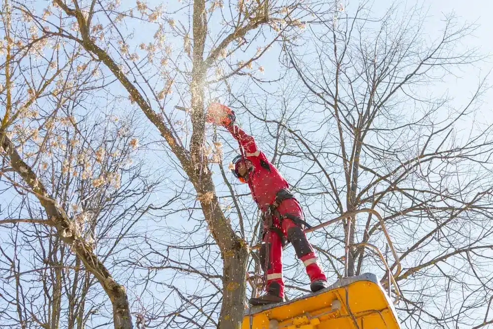A logger saws a tree. Lumberjack lifting machine. Tree Surgeon.