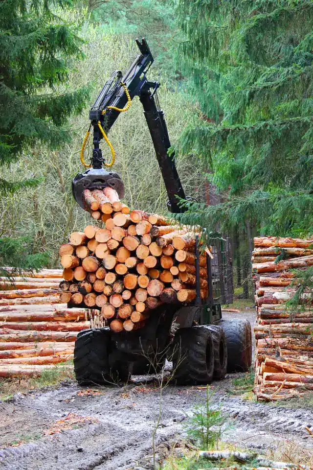 The harvester working in a forest. Harvest of timber.