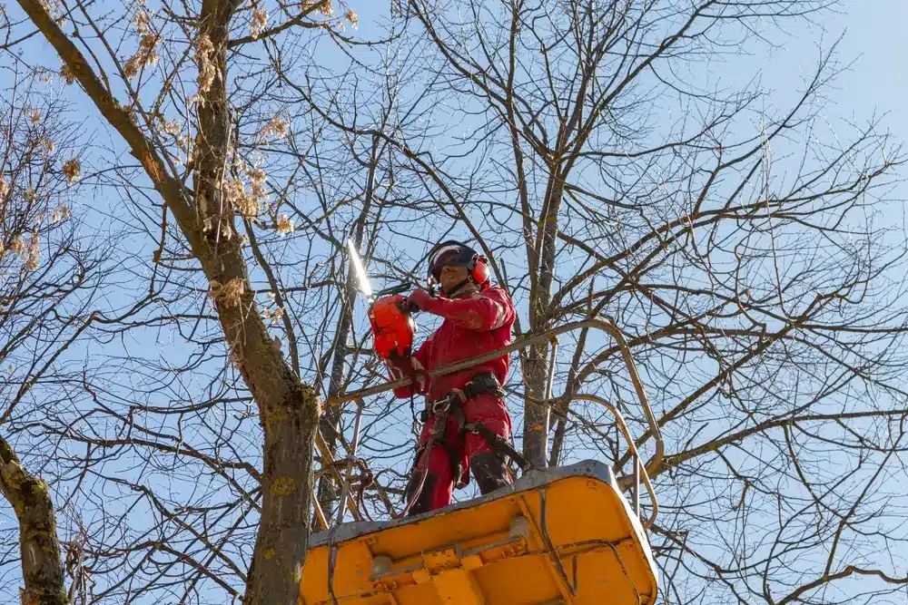Forest engineer crouching, writing notes on clipboard and measuring a fallen tree trunk using a telemeter.