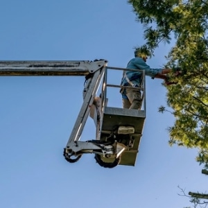 A man prunes a mimosa tree with a chainsaw by climbing high with an aerial platform.