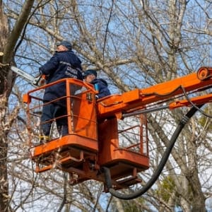 Worker with chainsaw at height cutting branches.
