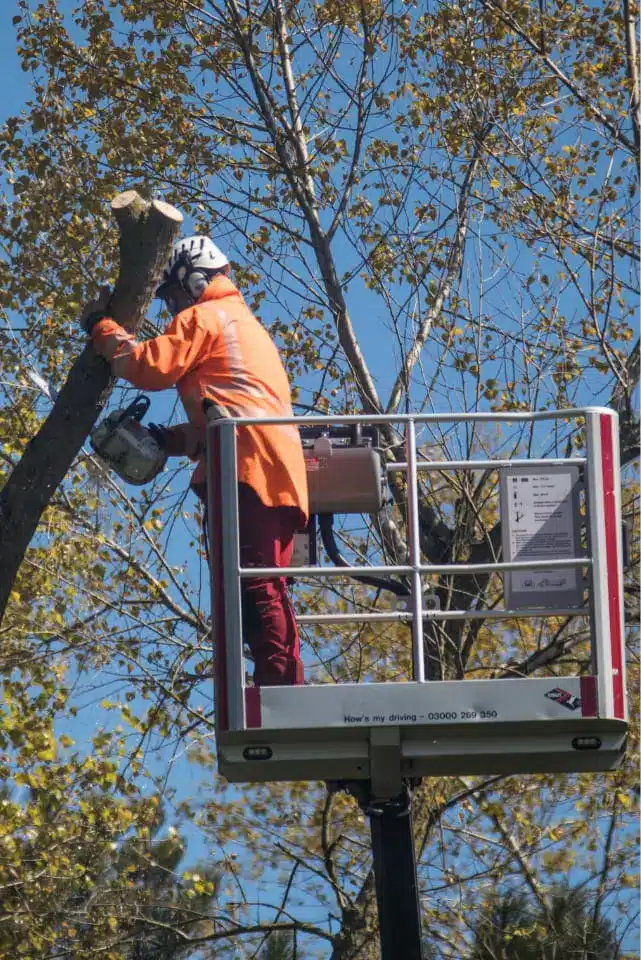 Tree Surgeon in high vis clothing in cherry picker working on poplar tree.
