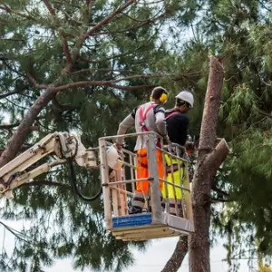 Proffessionals in lumberjack.