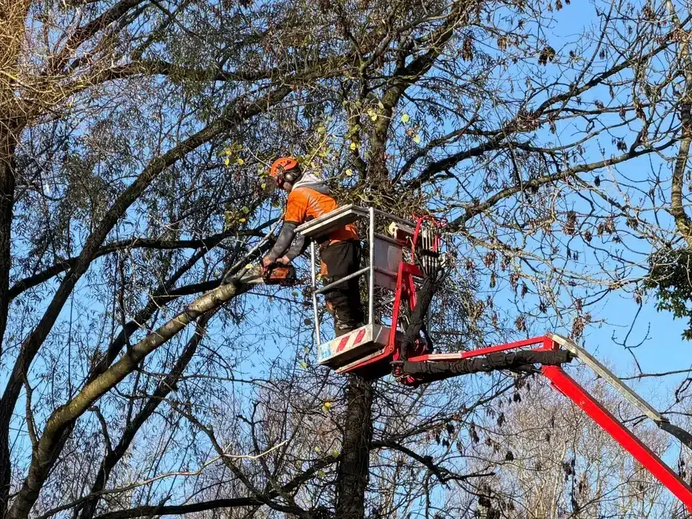 Tree surgeon - tree surgery involving cutting tree branches.