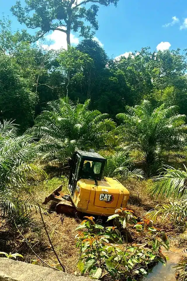 Caterpillar excavator working on the palm oil plantation land.