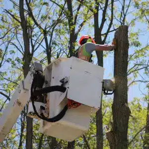 A man works to take down a tree with chainsaw.