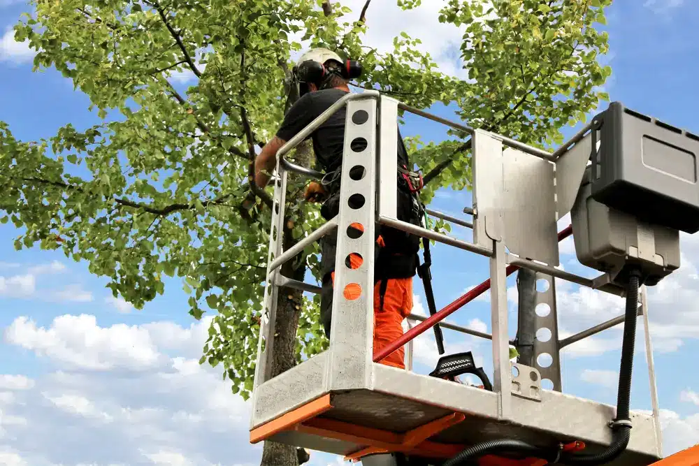 Tree care.