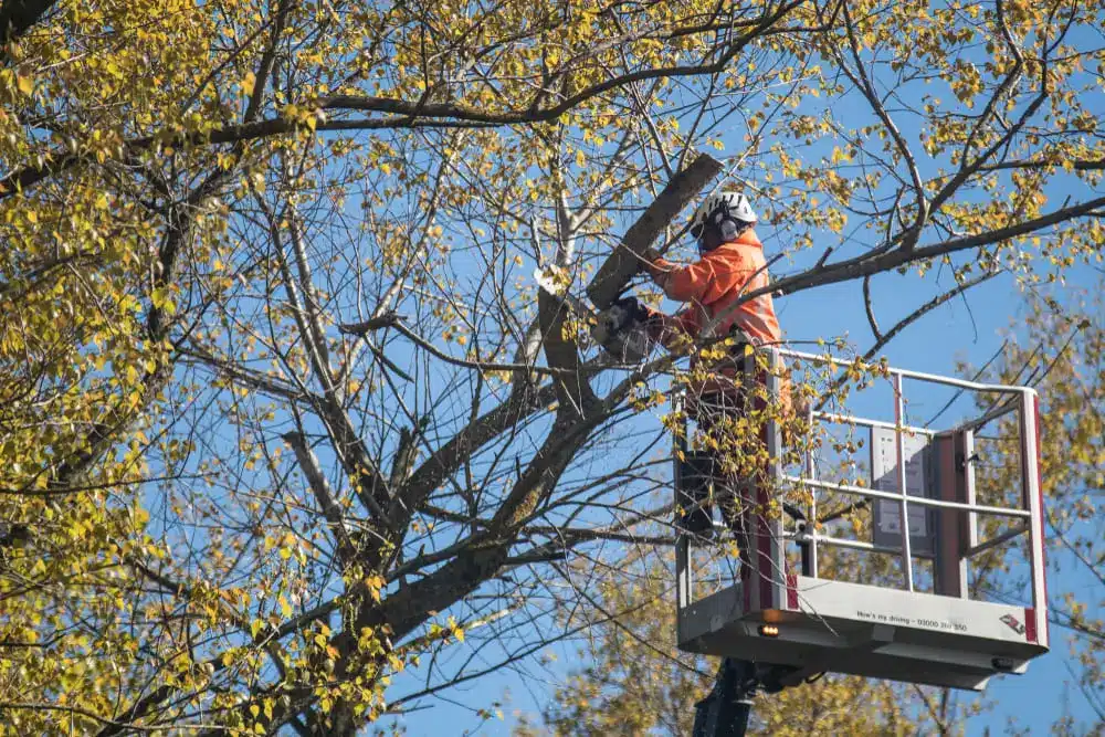Tree Surgeon in high vis clothing in cherry picker working on poplar tree.