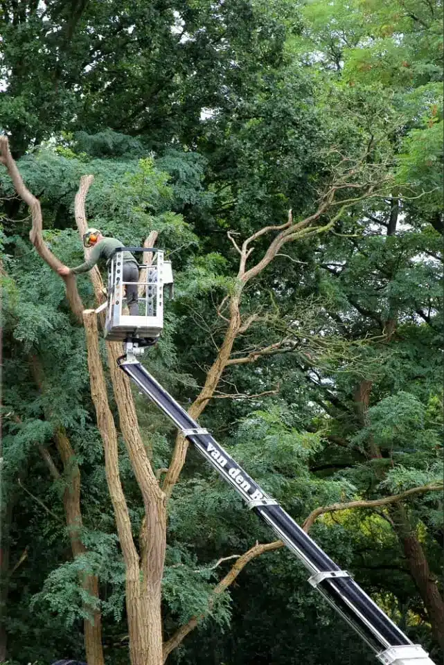 Professional gardener and workman is cutting trees in the forest park in a cherry picker.