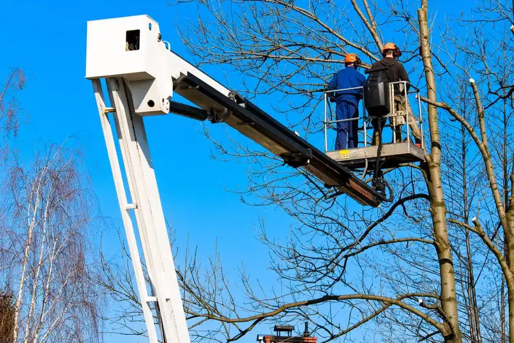 Workers Pruning, Trimming, Cutting Diseased Branches, tree felling, a boom, a chainsaw,Tree Service Arborist Pruning, Tree Removal Services,