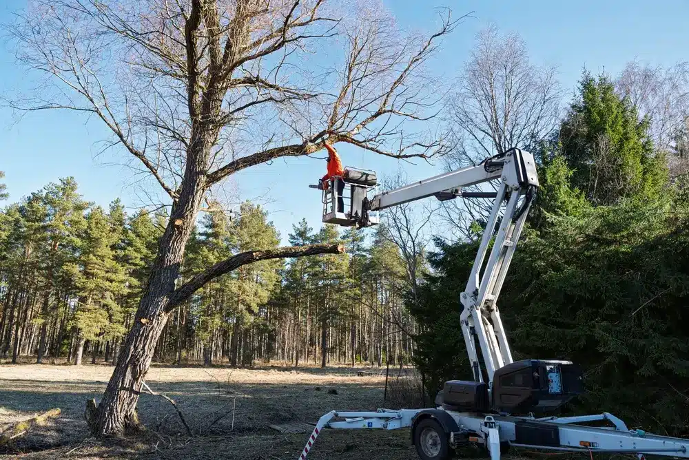 An arborist uses an aerial lift to prune high tree branches, highlighting professional tree care and the importance of safety in forestry work.